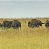 Bison and Blue Mound State Park