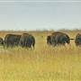 Bison and Blue Mound State Park