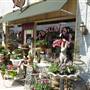 Petunia's