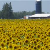 Sunflower Farm