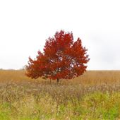 Elm Creek Park Reserve