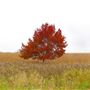Elm Creek Park Reserve