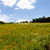 Ritter Farm Park