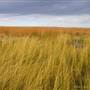 MN Prairies