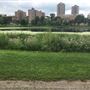Loring Park
