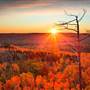 MN Forests