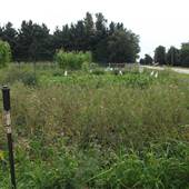 Community Gardens - Woodson Kindergarten
