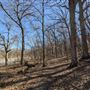 Reservoir Woods