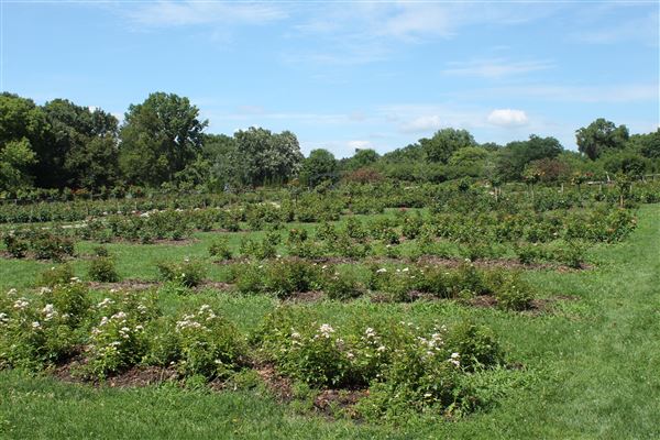 Lyndale Park Rose Garden